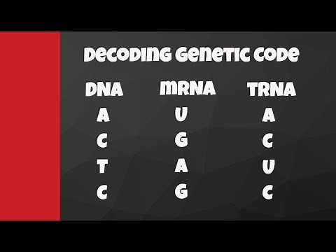 Decode from DNA to mRNA to tRNA to amino acids