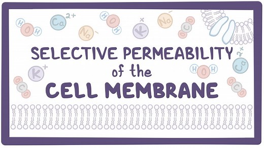 Selective permeability of the cell membrane: Video, Causes, & Meaning | Osmosis