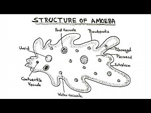 How to Draw Amoeba Diagram - Step by Step