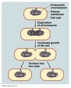 Life cycle(s) and Reproduction
