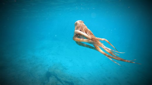 A study done in March 2018 revealed that octopuses could possess extraterrestrial DNA. | Ancient Aliens