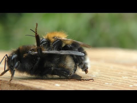 Bumble Bees, Tree Bee Life Cycle, 4K