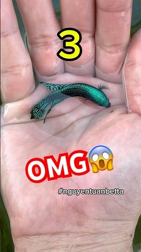 wild alien betta growing and showing😱#wildbetta #bettafishtank #betta