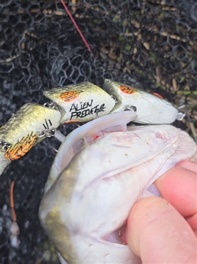 #fishing #lure #handmade #lurefishing #alien_predator_lures