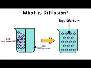 What is Diffusion? How Does it Work? What Factors Affect it?