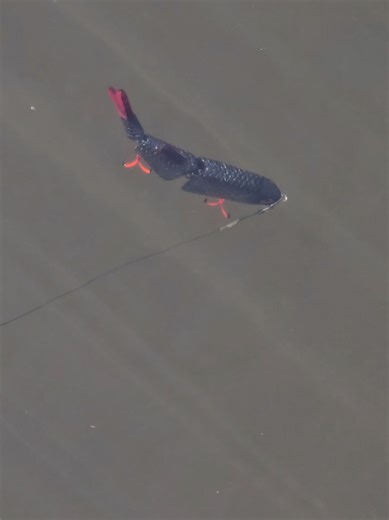 #handmade #fishing #lure #lurefishing #alien_predator_lures