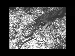 Python vs. Tiger * Warning Graphic Content * Rare Vintage Film - Full Version