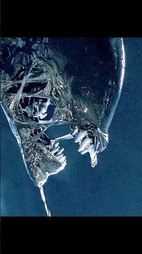 Alien vs. Predator (2004) | First Battle – Aliens Kill Two Predators 👽🛡️🔥