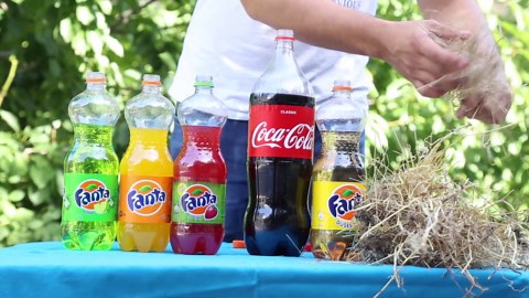 Explosive Science: Cola and Mentos Chemical Reaction Experiment