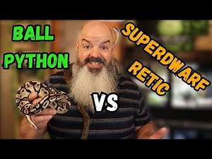Which Snake Is Best: Ball Python or Super Dwarf Reticulated Python?