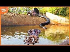 99 Moments When Giant Python Attacks Tiger Behind | Animal Fight