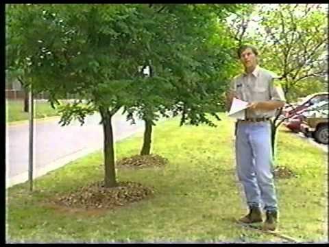 Proper Tree Pruning Methods Part 1