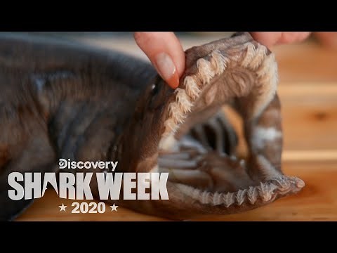 Examining a Rare Frilled Shark! | Shark Week
