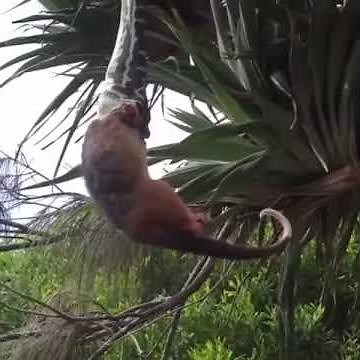 питон душит жертву и пытается проглотит.python chokes.