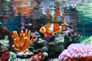 Clownfish (Nemo) Care Guide & Species Profile