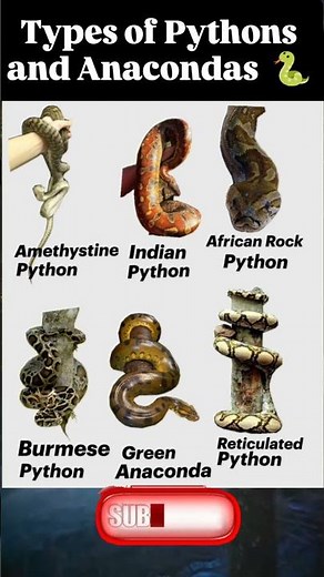 Types of Pythons and Anacondas | python vs anaconda #Pythons #Anacondas #SnakeFacts