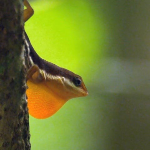 The Origin of Species: Lizards in an Evolutionary Tree