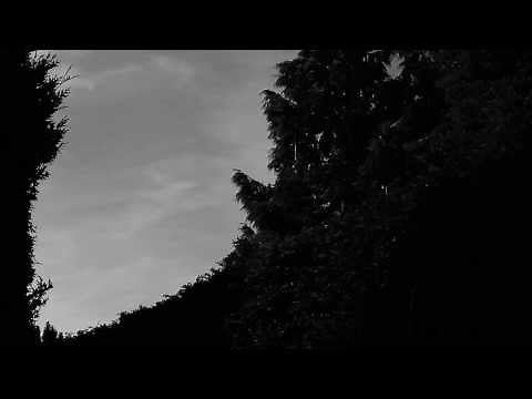 Creepy trees and dark sky - Atmospheric Landscapes - Free Horror Stock Footage