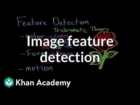 Feature detection and parallel processing | Processing the Environment | MCAT | Khan Academy