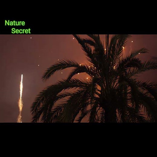 The exploding fruit tree Nature Secret