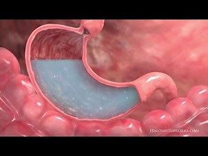 Medical Animation | Interior Stomach