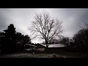 Pruning Honey Locust Tree