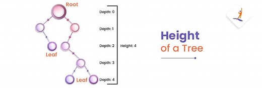 Introduction to Tree: Calculate the Height of a Tree