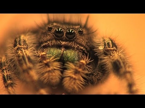 Hearing in a jumping spider