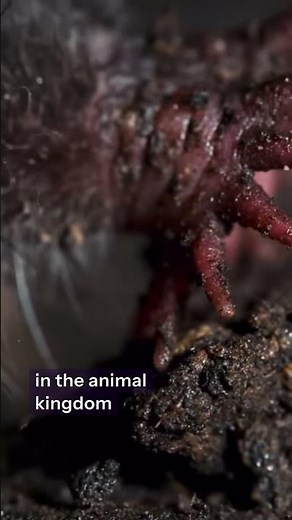 The Weirdest Nose in the Animal Kingdom 😳 | Star-Nosed Mole
