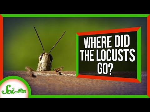 How Farmers Accidentally Killed Off North America's Locusts