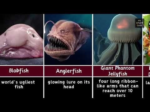 Most Alien-Looking Creatures That Actually Exist on Earth 👽