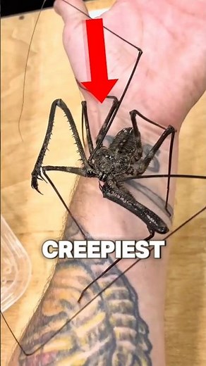 Top 5 Creepiest Insects on Earth! 🐜👀