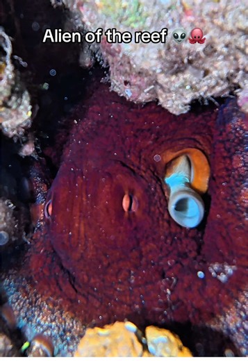 Alien of the Reef: Discover Maui's Camouflaging Octopus