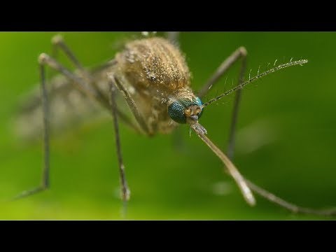 Mosquito Life Cycle - UHD 4K