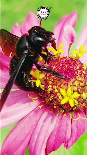 Closeup View of Bumblebee Insects Collecting Nectar – Stunning Nature Shots!