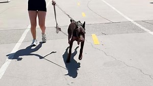 Watch dogs' hilarious reactions when they recognize their owners in unexpected places