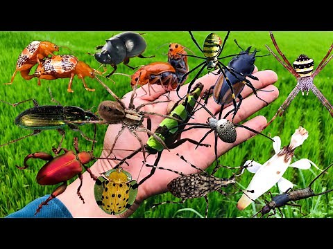 Amazing Bug Hunt Compilation, Uncovering Strange & Stunning Bugs