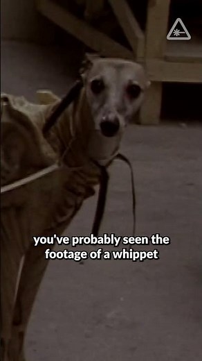 Alien 3’s infamous dog costume #Alien3 #Alien