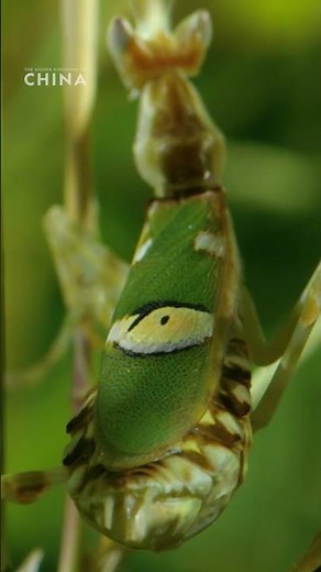 This jeweled flower mantis is a calculated alien assassin 👽🎯 #HiddenKingdomsOfChina