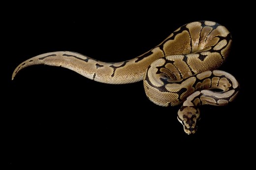 Spider Ball Python Morph: Everything You Need to Know - Reptile Advisor