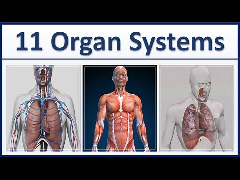Human Organ Systems Part 1 - 3D Animation - 11 major organ systems of the human body Explained