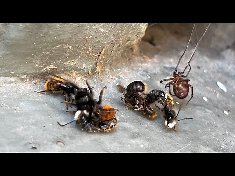 Epic battle between spider and wild bees 🐝