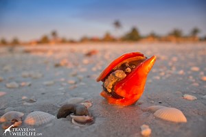 A Guide to Ethical Shell Collecting