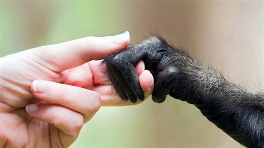 7 Million Years of Humans: The Full Evolutionary Timeline Explained