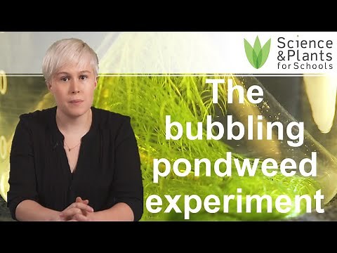 Photosynthesis with bubbling pondweed - biology experiment 🫧🌿💡