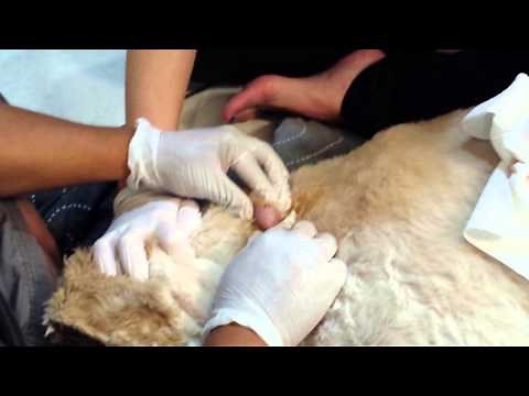 Large dog cyst exploding