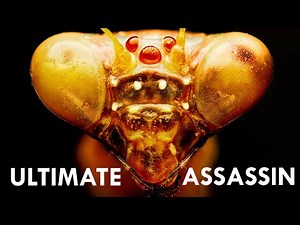 Mantis: The Ultimate Assassin