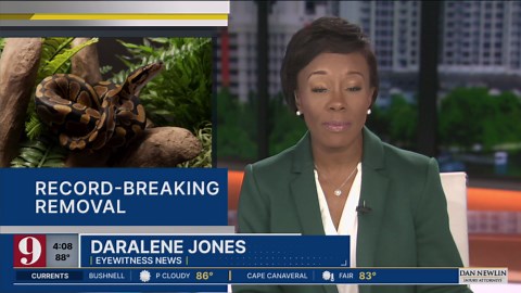 748 pythons removed in record-breaking capture from Florida’s Everglades