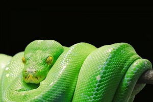 Programmiersprachen: Python verteidigt Platz 1, TypeScript gewinnt an Bedeutung