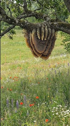 Nature’s Perfect Geometry: AI Visualizes the Honeycomb 🐝✨ #conceptart #aiart